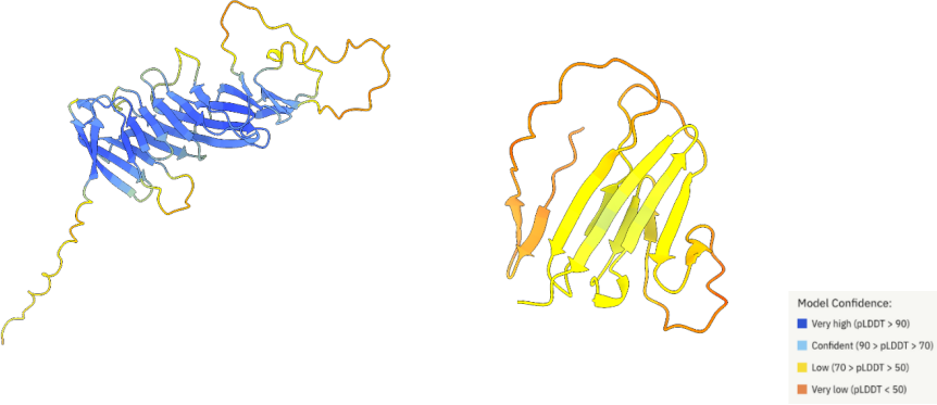 Predicted structures for the CD19 wildtype sequence (left) and a reported splice variant (right)