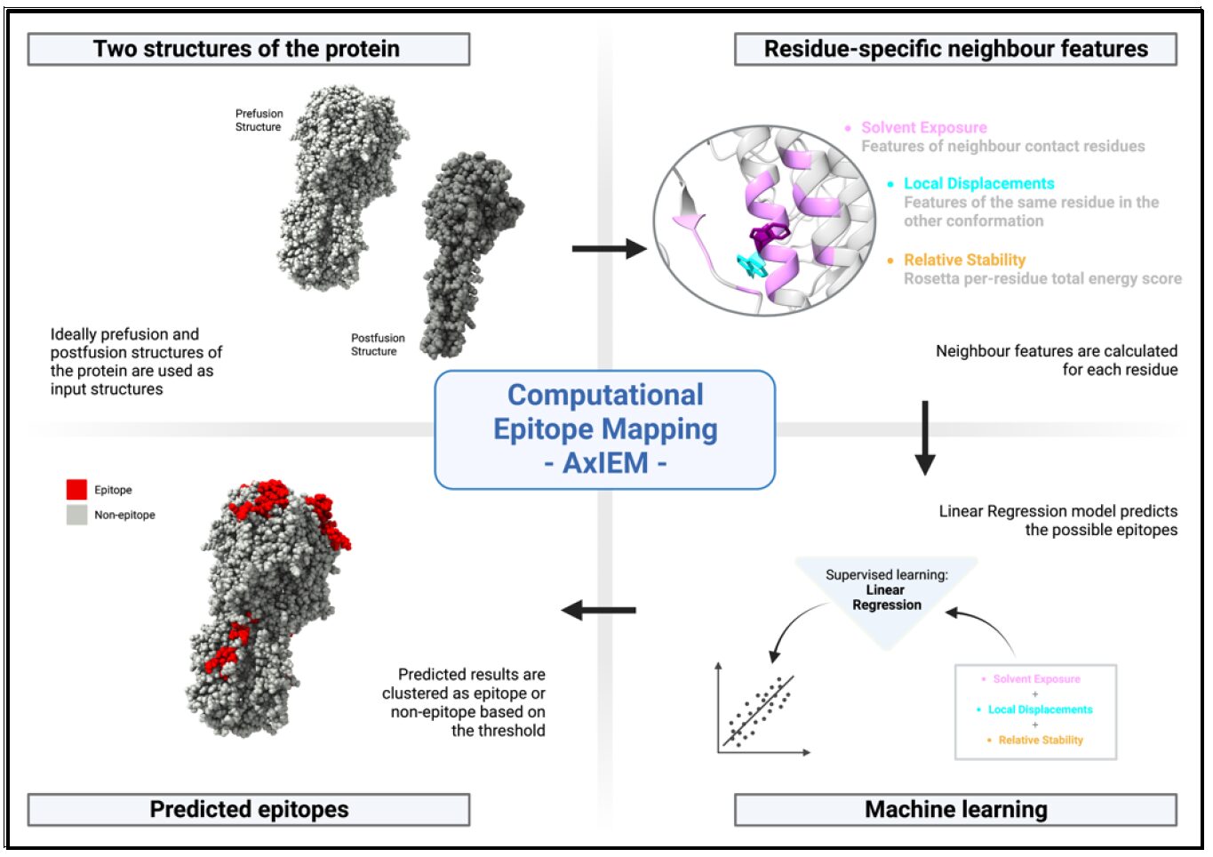 Diagram detailing computational epitope mapping (AxIEM). Shows protein structures, residue-specific features, linear regression model, and machine learning components used to predict epitopes.