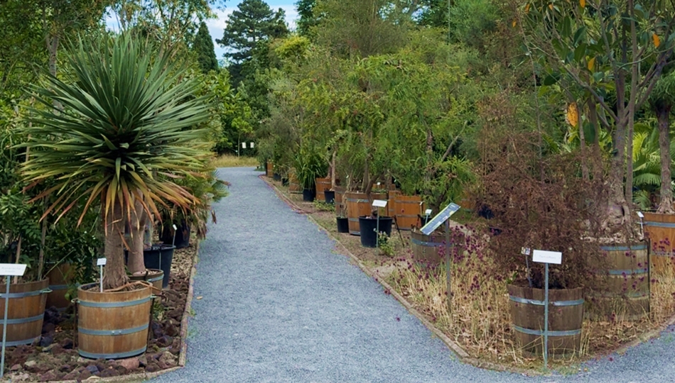 Photo. Botanical Garden of TU Dresden.