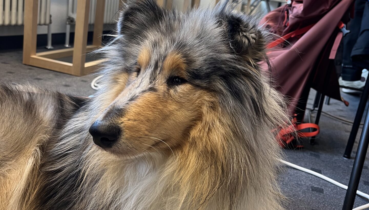 A collie dog laying on the grey carpet of the Living Lab Leipzig. The dog has light brown, grey, black and white fur.